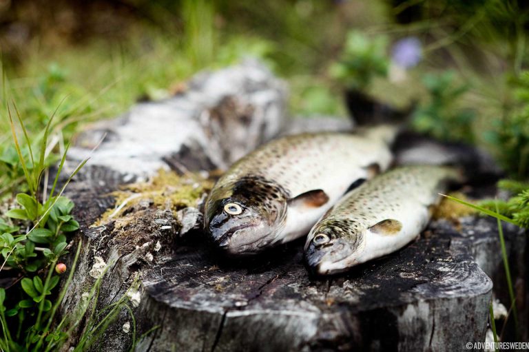 Öringar | Foto: Sandra Lee Pettersson