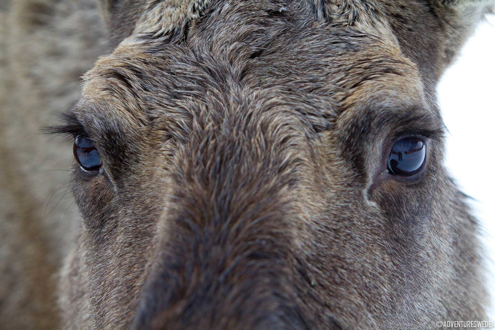 Moose | Photo: Fredrik Broman