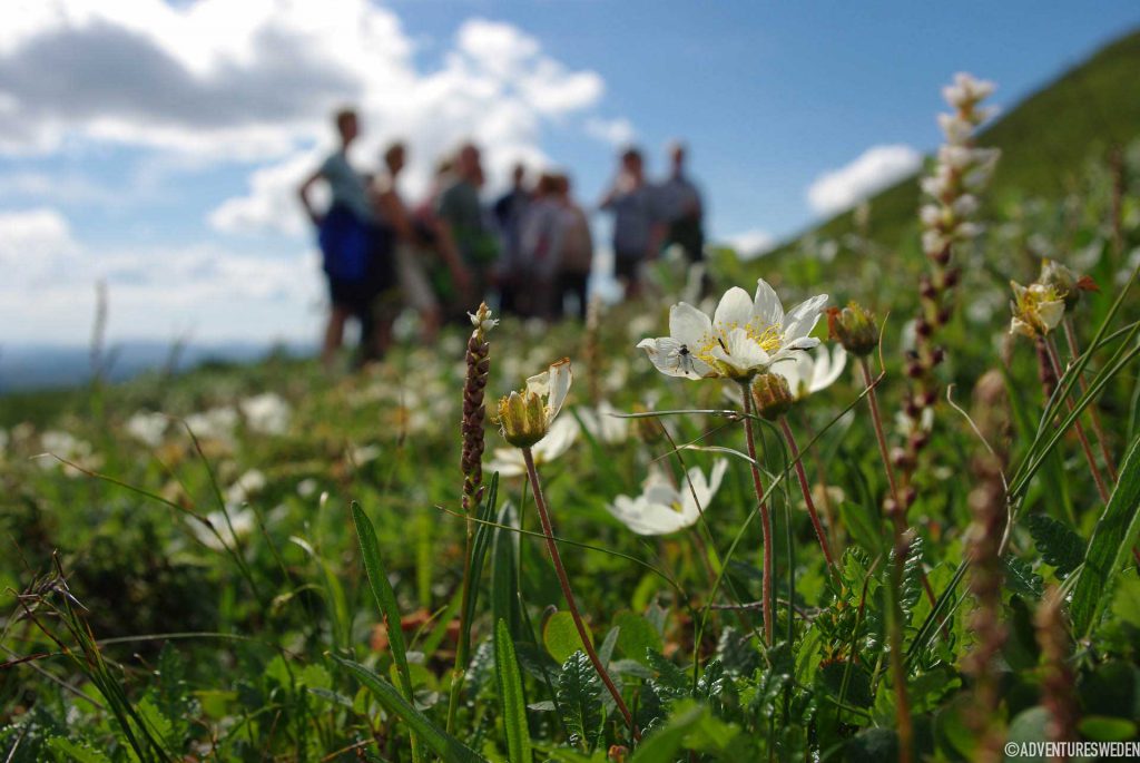 Blomstervandring Ansätten, Krokom | Foto: Anneli Åman