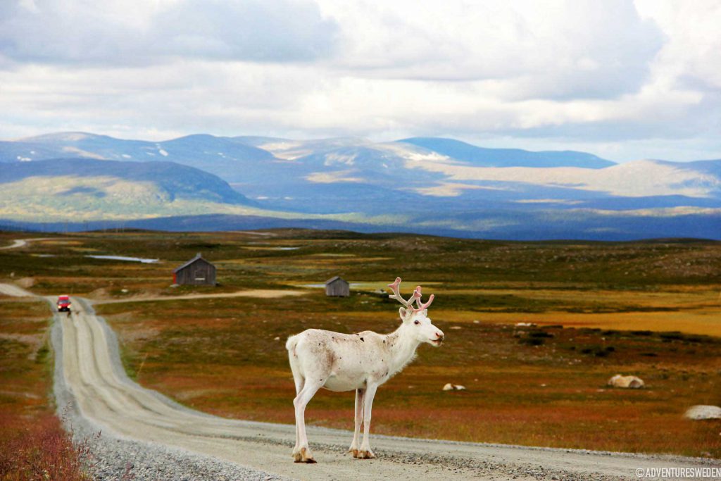 Ren på Flatruetvägen, Ljungdalsfjällen | Foto: Britt Ellénius