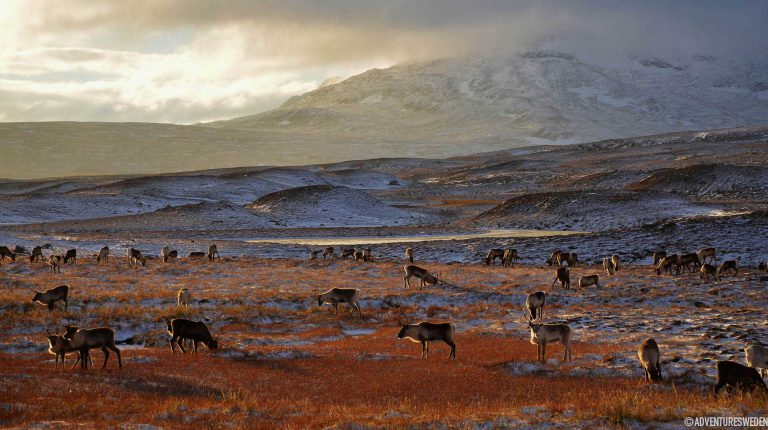 Renar längs Vildmarksvägen | Foto: Madeleine Aaras