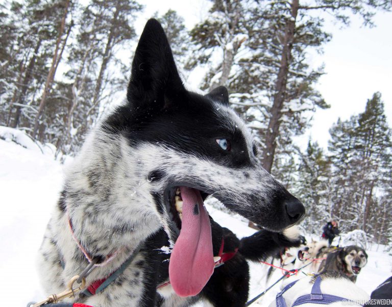 Hundpann – vinteräventyr | Foto: Fredrik Broman