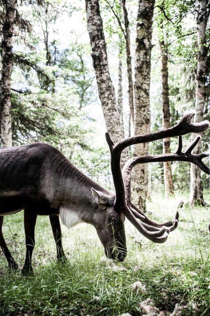 Njarka Sami Camp | Photo: Sandra Lee Pettersson & Tina Stafrén