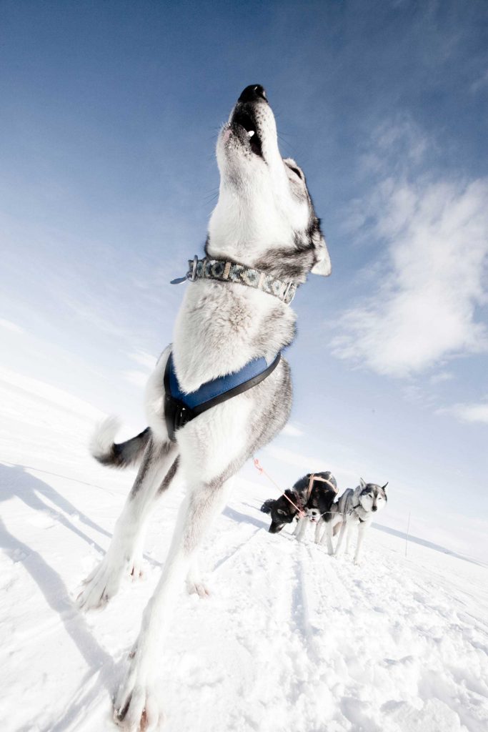 Dog sledding Sweden | Photo: Nicklas Blom