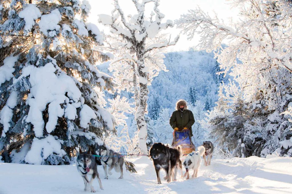 Dog sledding Sweden | Photo: Nicklas Blom