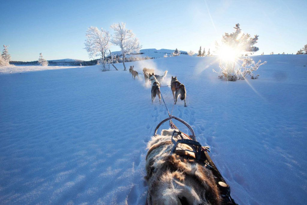 Dog sledding Sweden | Photo: Nicklas Blom