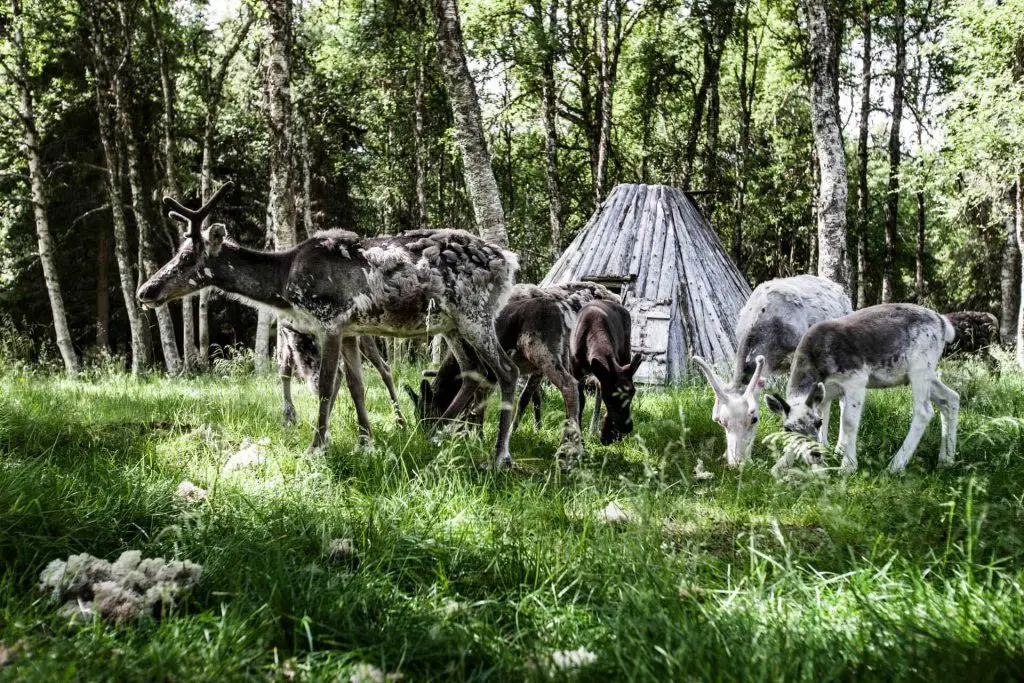 Njarka Sami Camp | Photo: Sandra Lee Pettersson & Tina Stafrén