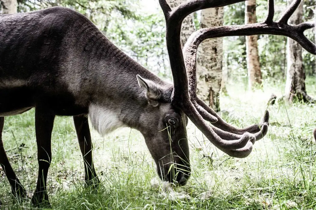 Njarka Sami Camp | Photo: Sandra Lee Pettersson & Tina Stafrén