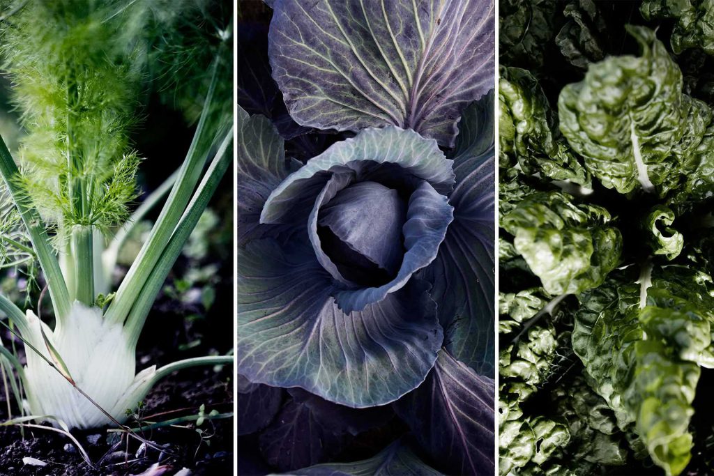 Crops from Ås Trädgårdar | Photo: Sandra Lee Pettersson