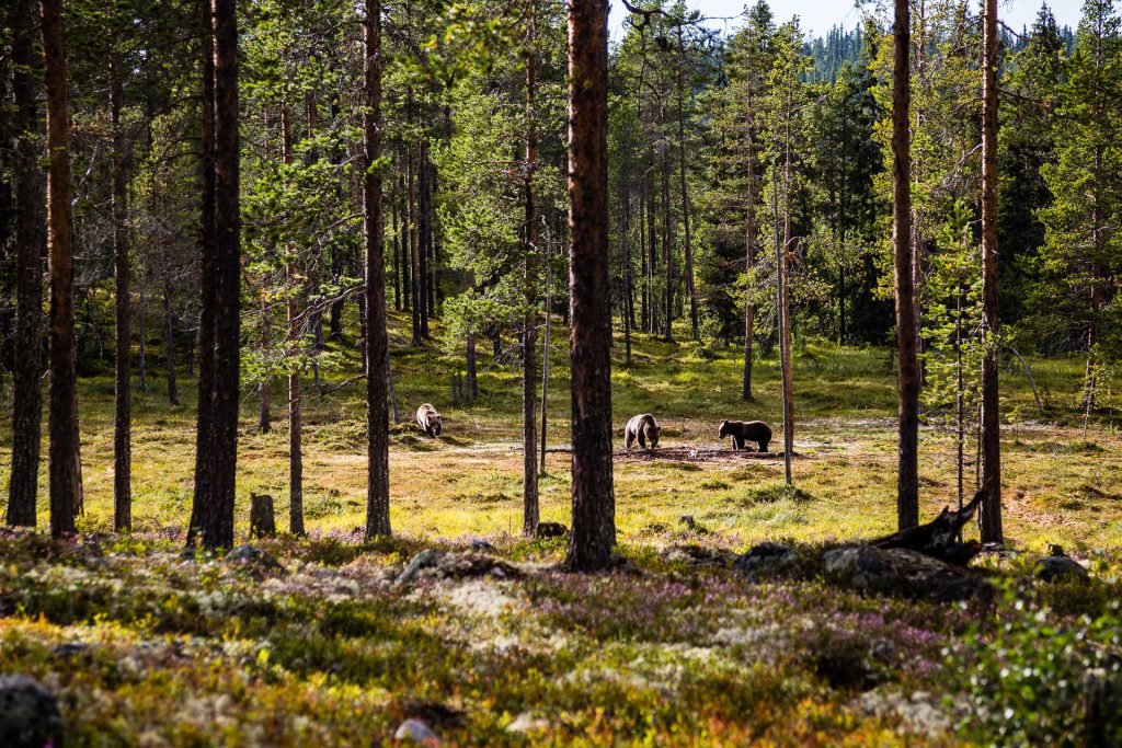 Bear´s Den in Lofsdalen Photo: Martin Olson