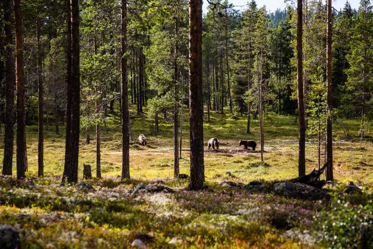 Bear´s Den in Lofsdalen Photo: Martin Olson