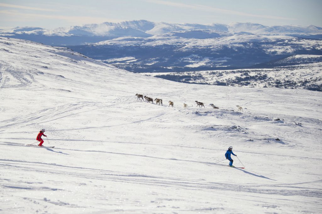 Skiing with reindeers | Adventure Sweden