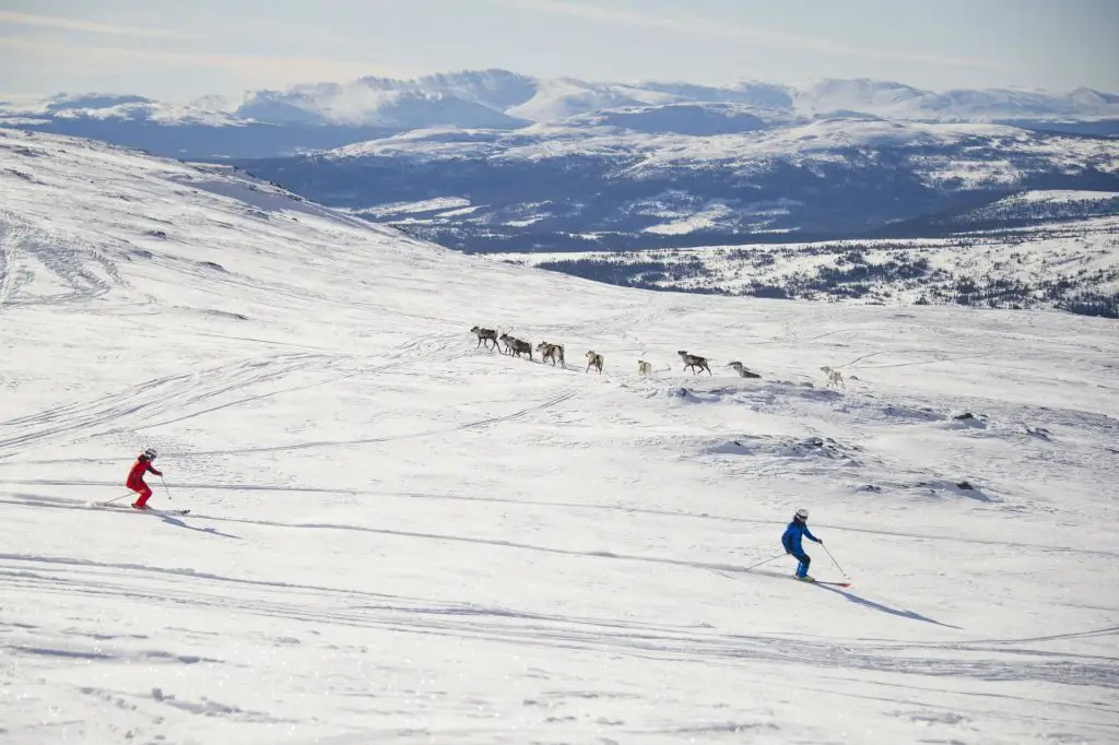 Skiing with reindeers | Adventure Sweden
