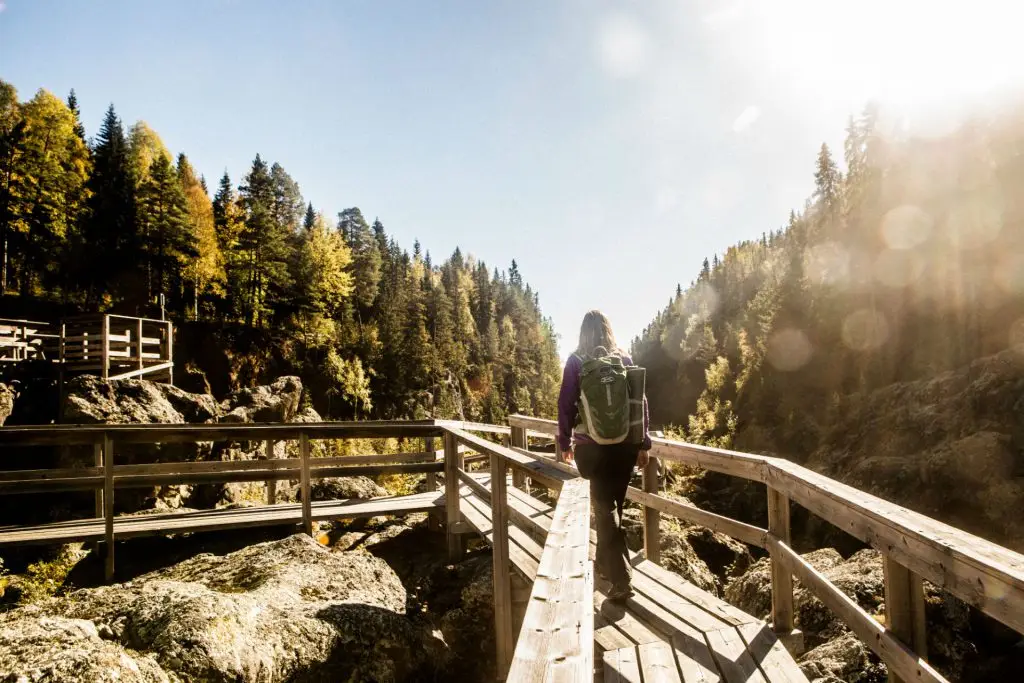 Dead falls in Ragunda | Photo: Niclas Blom