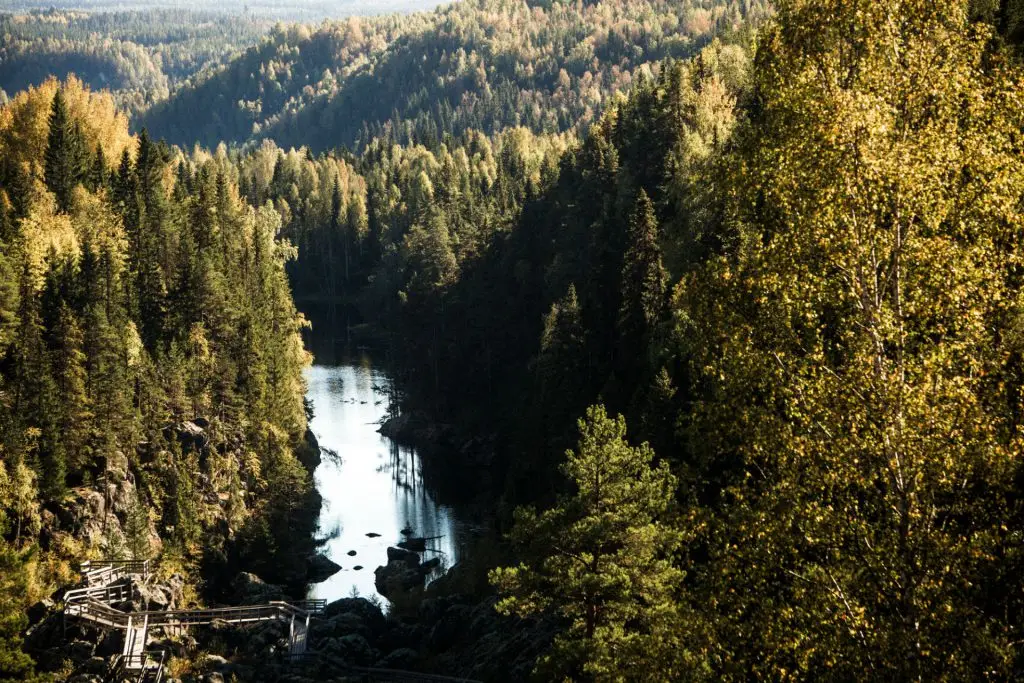 Dead falls in Ragunda | Photo: Niclas Blom