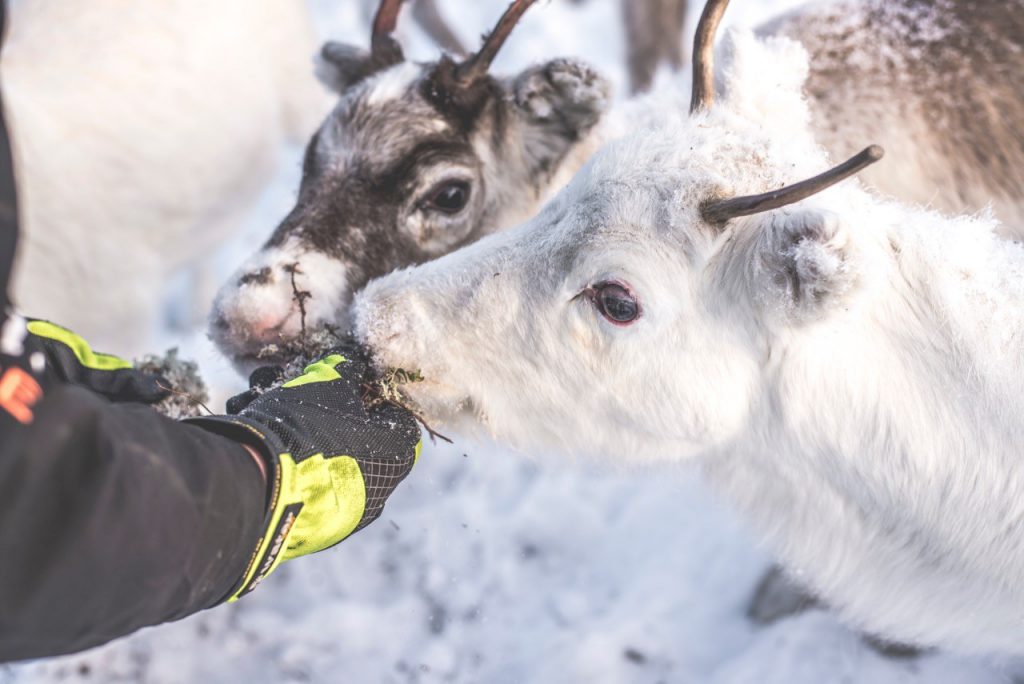 Feed the reindeer in Trillevallen, Åre