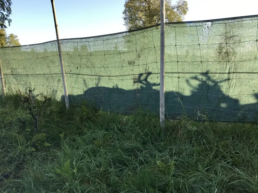 Reindeer Silhouettes