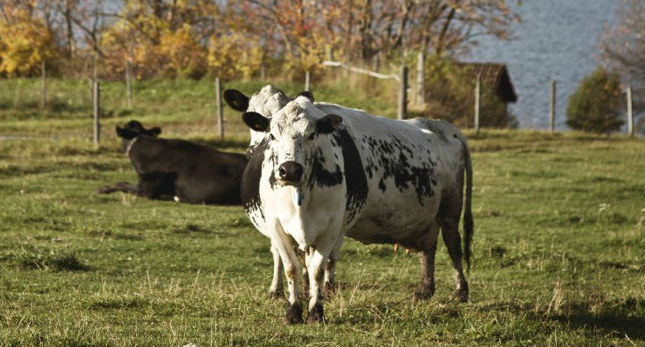 Mountain Cattle Fjällko Brunkulla gård Östersund