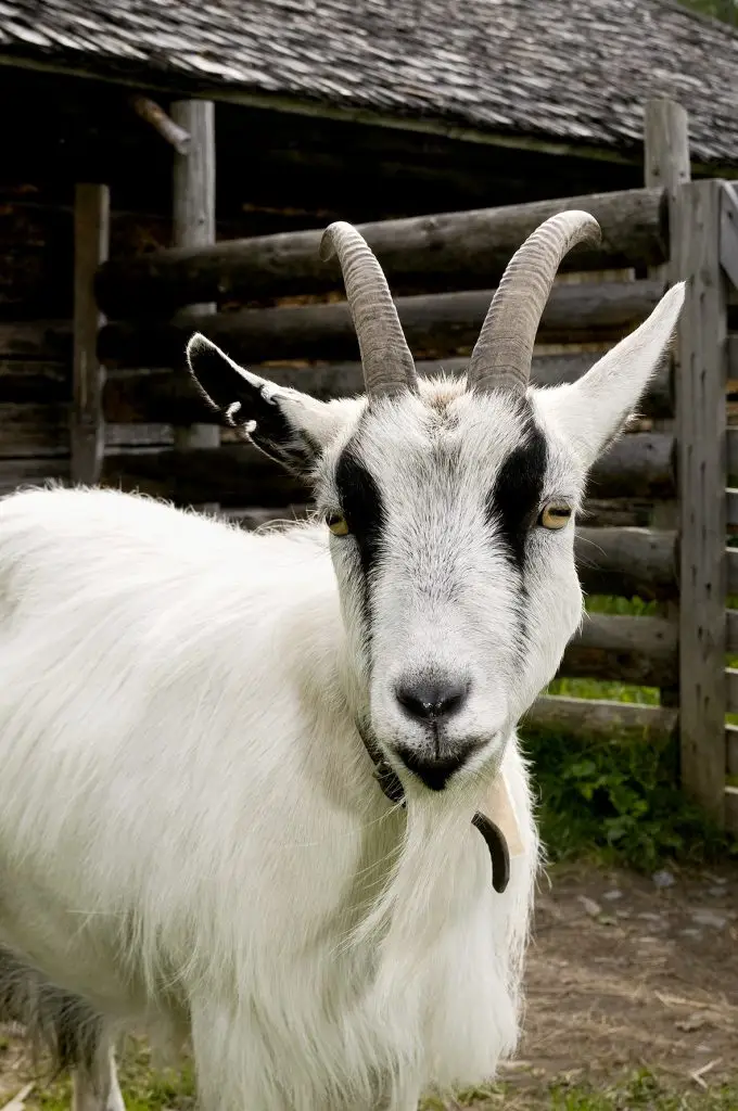 Jämtlandsget Jamtli