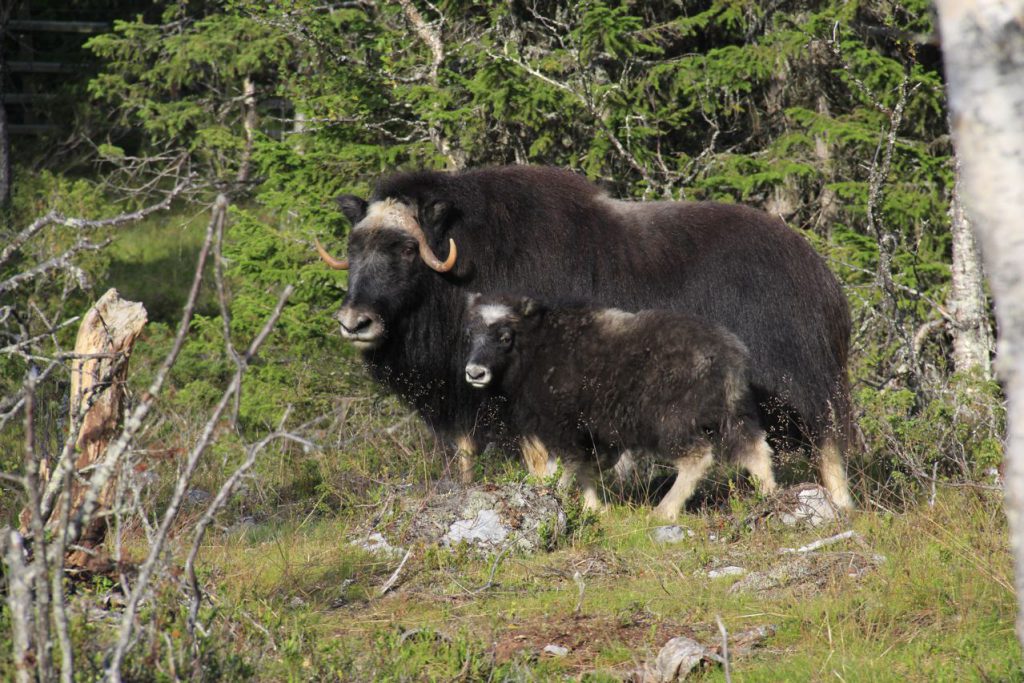 Muskox thriving in Härjedalen