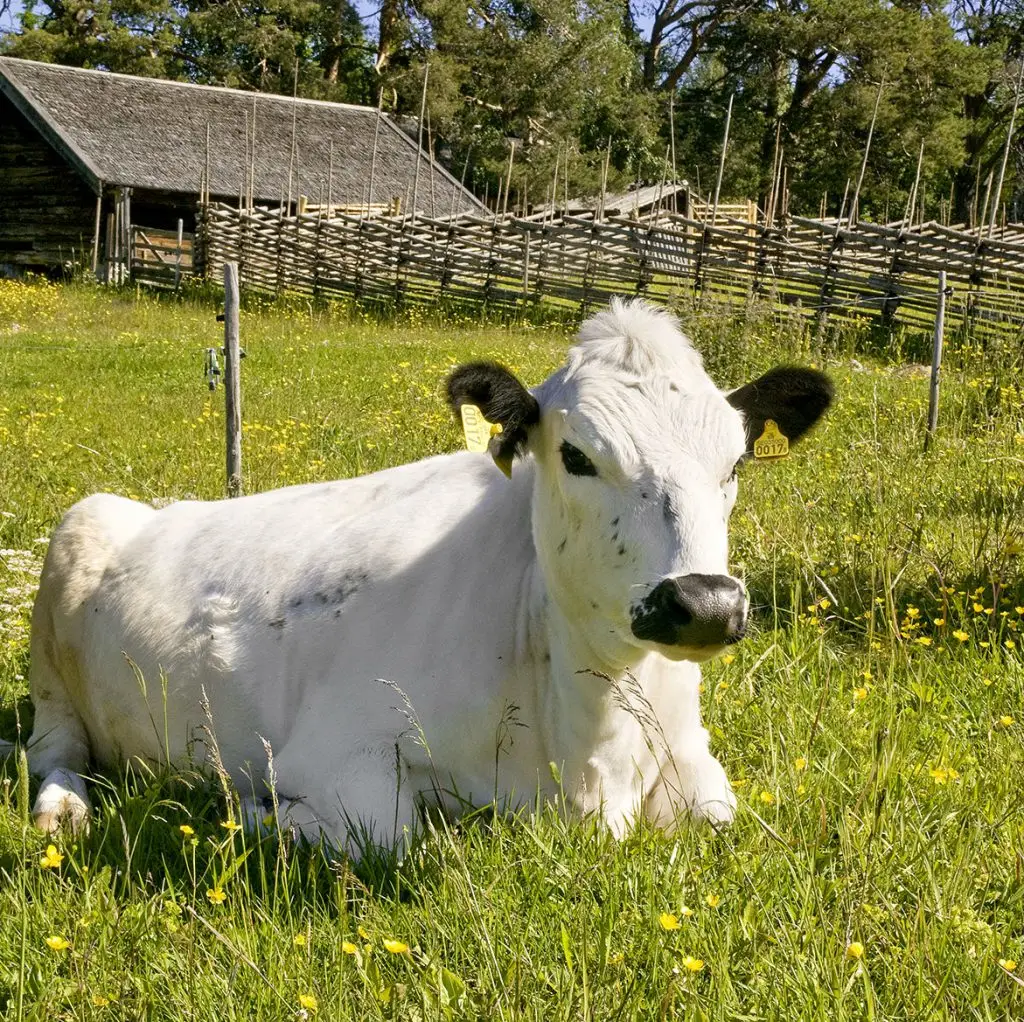 Fjällko Jamtli. Foto: Jamtli