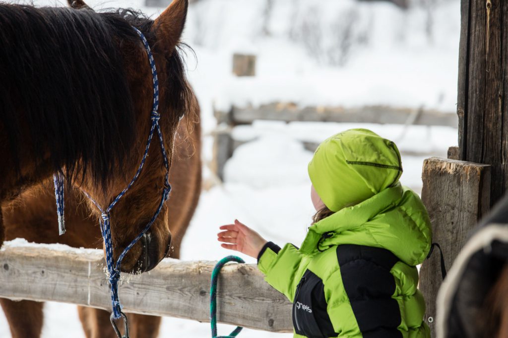 Petting_horses_trumvallen_Vemdalen_anette_andersson
