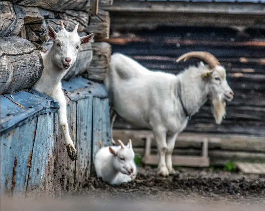 goat_sonfjallet_national_park