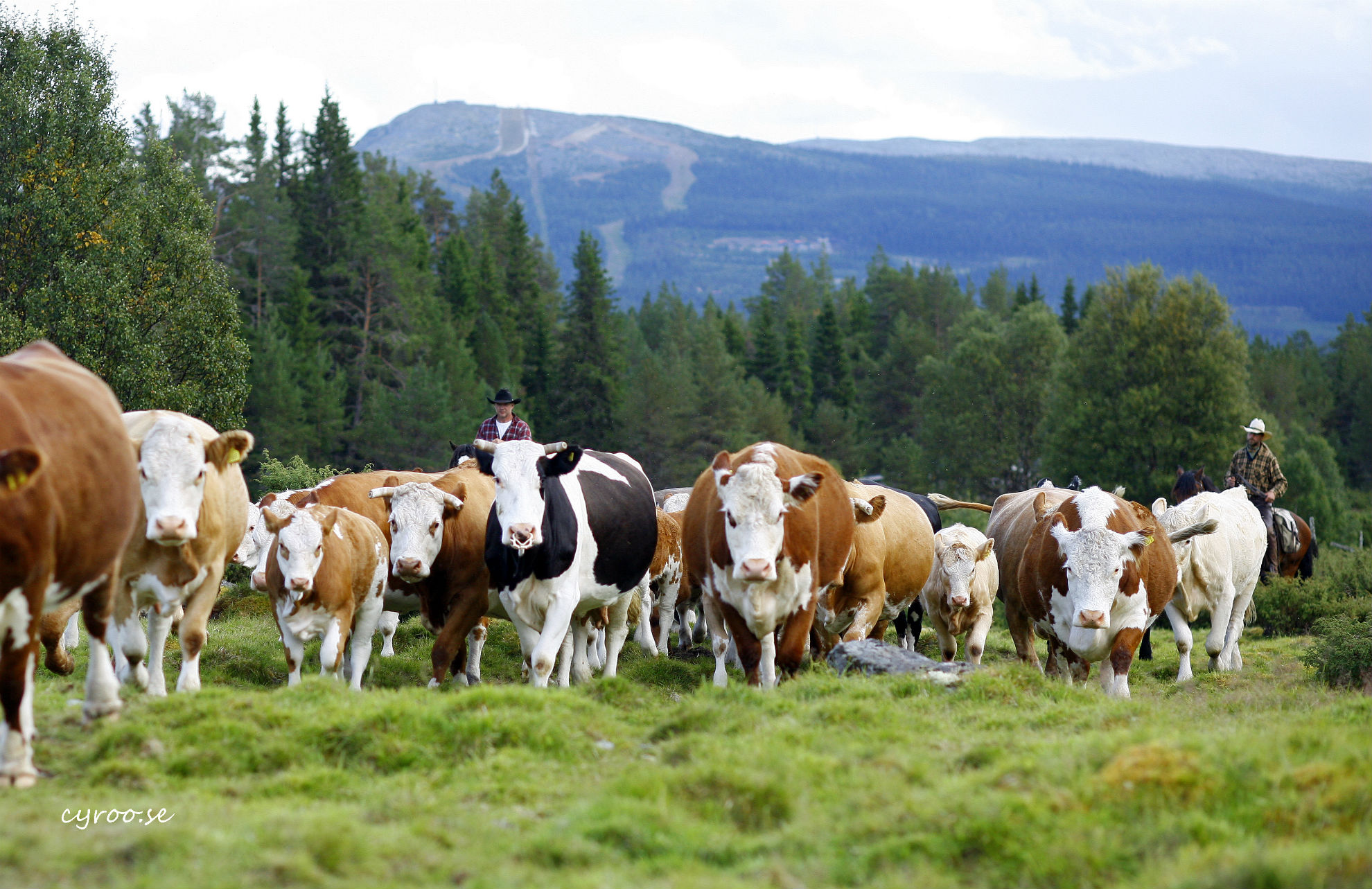 Herding_cattle_Vemdalen_Margareta_Johansson