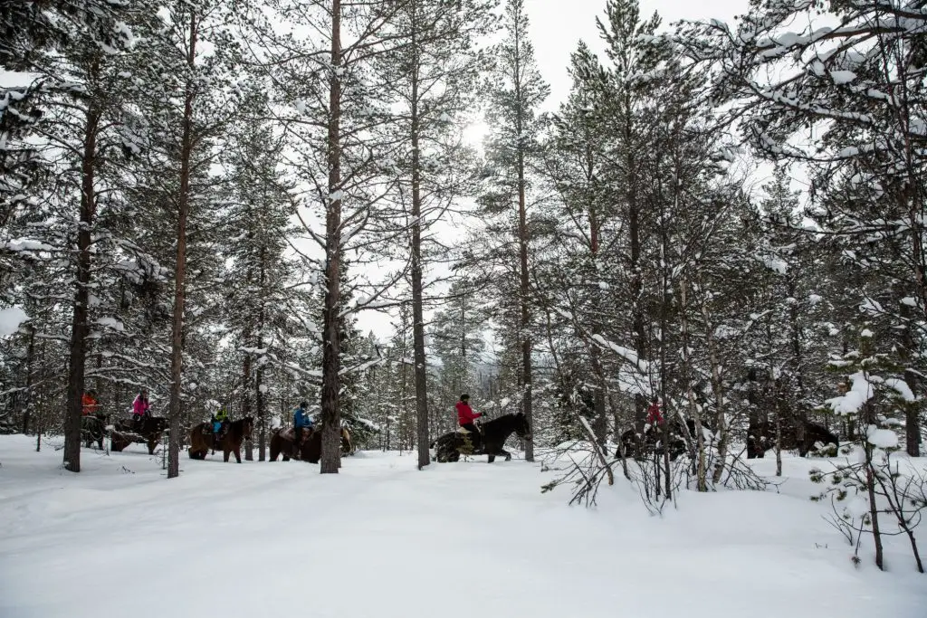 Winter_riding_forest_Anette_Andersson