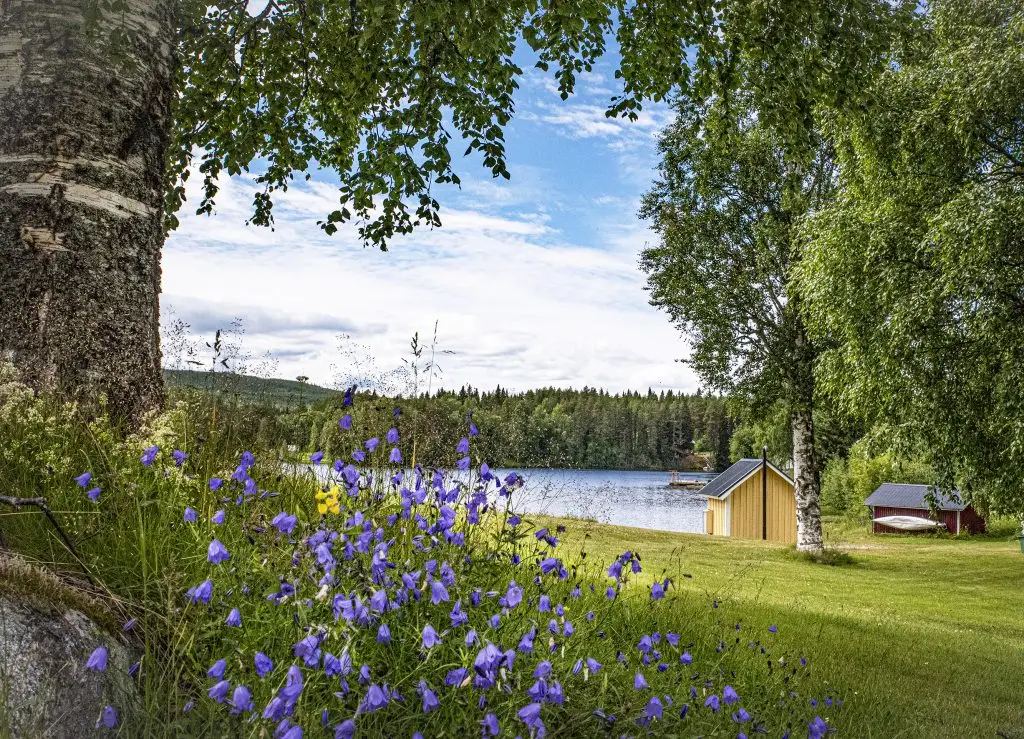 Bluebells Hoting Camping Erika Enequist