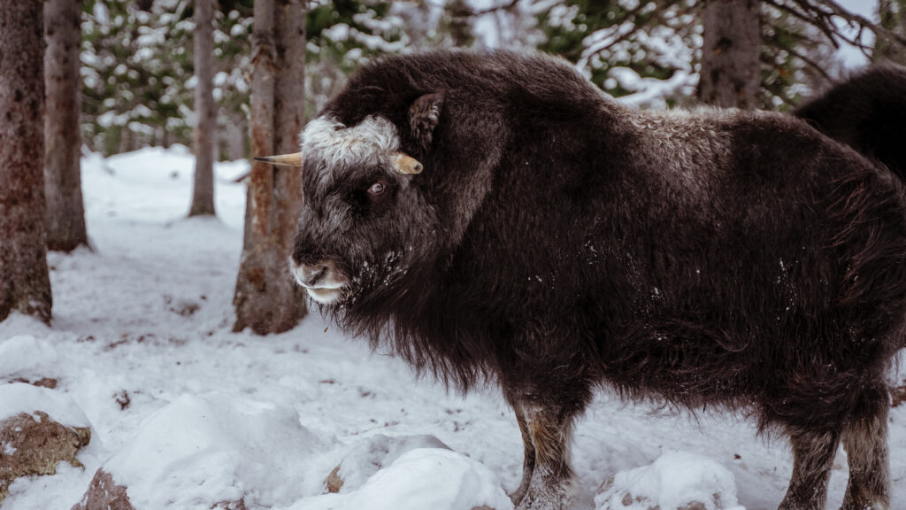 Ida Myskoxcentrum Mats Lind