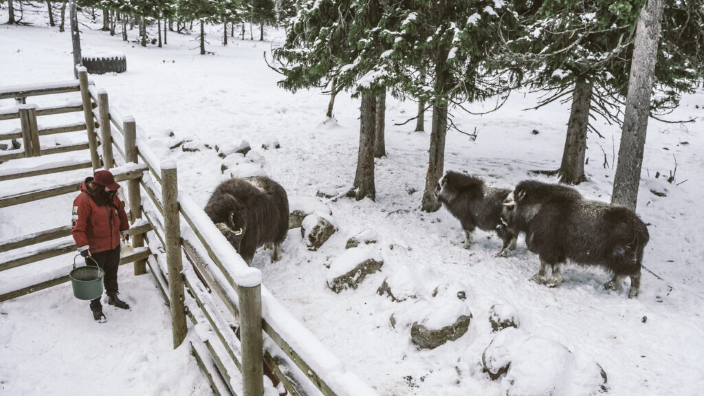 Myskoxcentrum Mats Lind