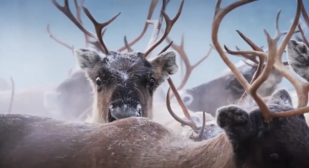 Renar Funäsfjällen