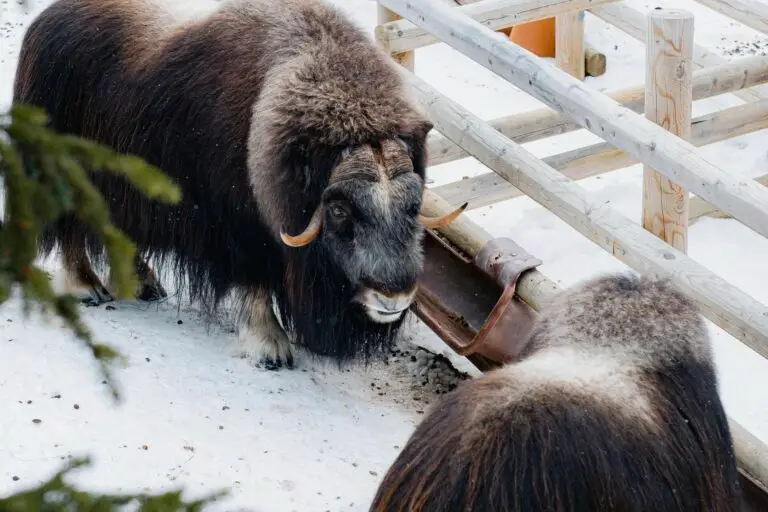 Myskoxcenter Funäsfjällen Sara Gärdegård