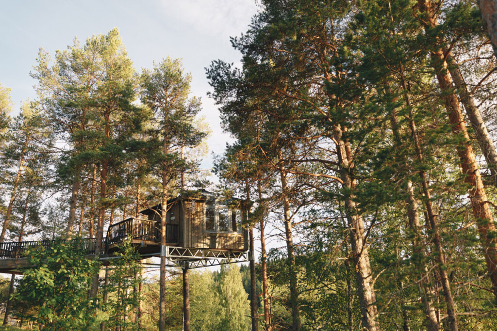 Granö beckasin utanför Umeå Bea Holmberg