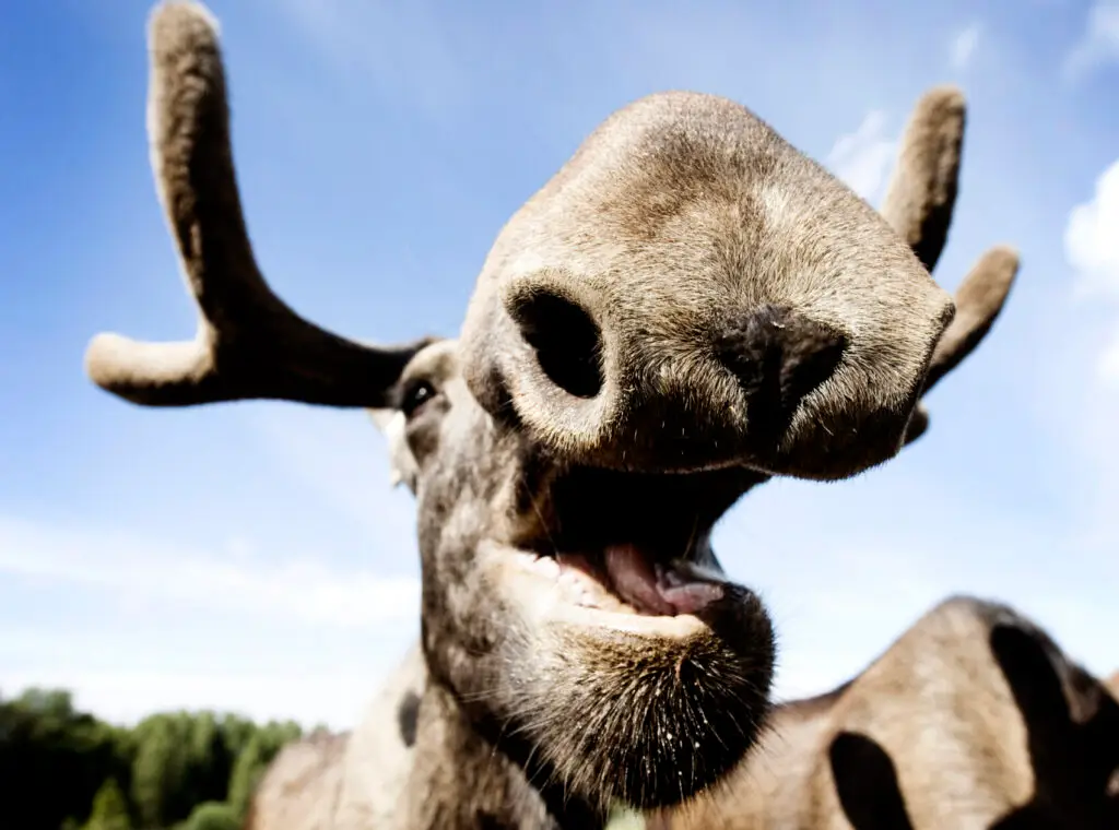 Glad älg hos Moose Garden. Foto: Sandra Lee Pettersson