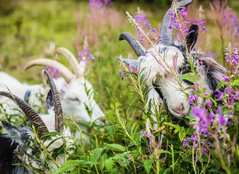 Goats Lofsdalen