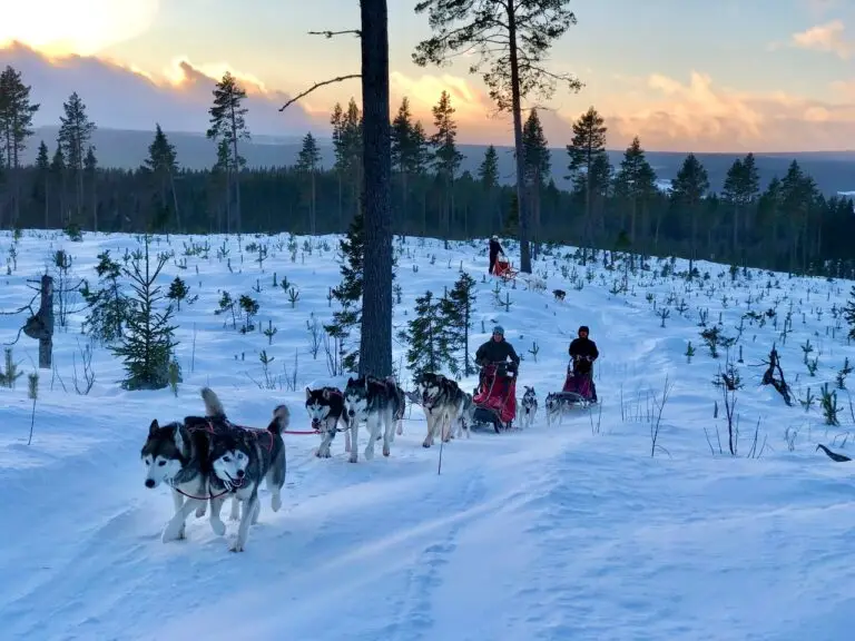 Hundsläde vinter Norråker Basecamp