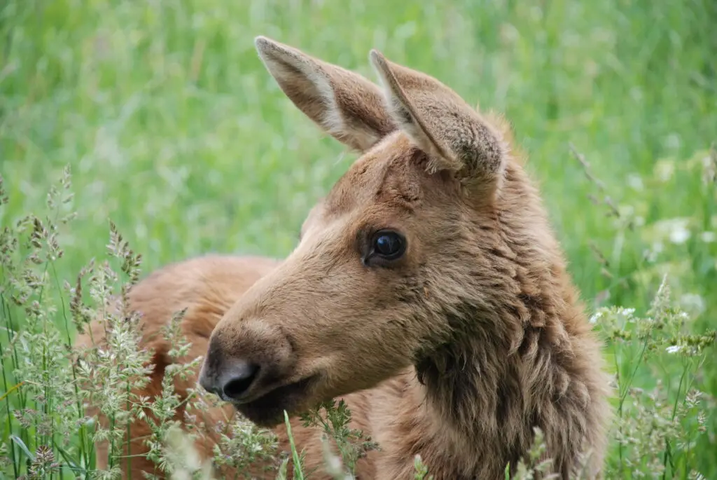 Baby moose at Moose Garden